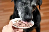 Cachorro ou gato idoso? Veja os erros na alimentação que podem prejudicar a saúde