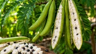 Essa fruta brasileira cresce rápido e tem sabor de algodão-doce: fácil de cultivar, nasce até em quintais menores, e encanta as crianças