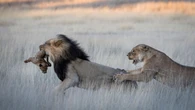 Evolution: "Weibchen setzen Sex genauso strategisch ein wie Männchen"