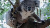 Gefahr durch Chlamydien Bakterien töten in Australien ganze Koala-Populationen