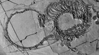 Faszinierender Fund Erinnert an einen Drachen: Forscher entdecken 240 Millionen Jahre altes Fossil