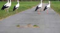 Stadt gegen Storch: Wie 100 Störche ein 450-Einwohner-Dorf in Atem halten