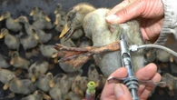 Erster Mensch infiziert sich mit der Vogelgrippe-Variante H10N3