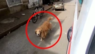 Hund darf nicht zu Frauchen in den Krankenwagen – und startet herzerreißende Verfolgungsjagd