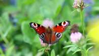 Biodiversität in Deutschland Werden Vögel oder Libellen wirklich seltener?