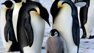 Gefährliches Virus Vogelgrippe hat Antarktis erreicht. Droht Pinguinen ein Massensterben?