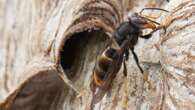 Bedrohung für Bienen Genfer Forscher rüsten Hornissen mit Mini-Trackern aus – um die Nester zu finden