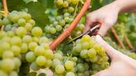 Winzer: Weinernte 2024 beginnt - Hoffen auf ruhiges Herbstwetter