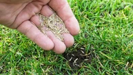 Gartenzeit Garten-Angebote am Donnerstag: Premium Rasensamen für 19 statt 50 Euro