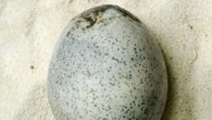 Archäologie "Das einzige auf der Welt" – Rohes Ei aus der Römerzeit fasziniert Forscher