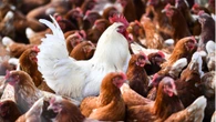 Vogelgrippe-Erreger H10N3 erstmals beim Menschen nachgewiesen: Das steckt hinter dem Fall in China