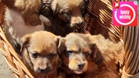 Volle Tierheime zu Ferienbeginn – warum Onlinehandel mit Hund, Katz und Co. verboten werden sollte