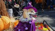 Hunde-Halloween New York lädt zum Karneval der Tiere