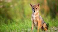 Goldschakal Kleiner als ein Wolf, größer als ein Fuchs: Raubtier wandert in Deutschland ein