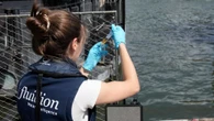 Olympia in Paris Schwimmer können hoffen: Wasserqualität in der Seine hat sich verbessert