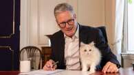 Downing Street Englands bekannteste Katze: 