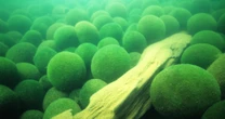 知られざるマリモの物語──「奇跡の湖」北海道・阿寒湖でいま何が起きているのか