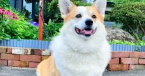 2025年、日本で最高の「宿の看板犬」が決定。1位は「働かないコーギー」