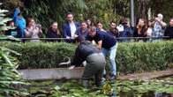 Así se usan las anguilas en Canarias para acabar con una plaga de cangrejos que se reproducen sin sexo