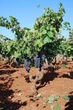 Vino, Mediobanca: Crolla produzione mondo (-9,6%), consumi in frenata (-2,6). Italia a 13,5 mld di euro