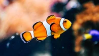 Fato científico curioso sobre Procurando Nemo viraliza; 'minha infância acabou'