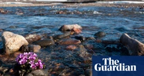 Arctic plant study reveals an ‘early warning sign’ of climate change upheaval