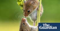 Week in wildlife – in pictures: an escaped tortoise, friendly harvest mice and a giraffe on the move