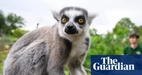 Primates with longer thumbs tend to have bigger brains, research finds
