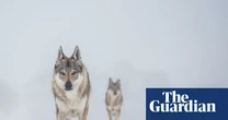 Stand still, make eye contact: Denmark tells tourists how to behave in a wolf encounter