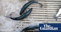 ‘What the hell is happening’: calls for answers after 10% of Tasmanian salmon die in Macquarie Harbour fish farms