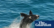 Bumper whale calving season a ‘sign of hope’ for South Australia’s oceans