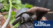 Baby giant tortoises thrive in Seychelles after first successful artificial incubation