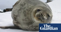 Antarctic seal numbers falling drastically due to melting sea ice, research shows