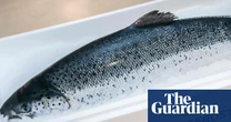 Salmon farmer accused of blocking UK investigations into alleged animal rights breaches