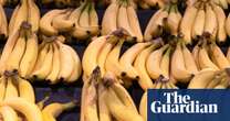 Price hikes and shortages flagged after banana crops ‘cop a flogging’ in north Queensland floods