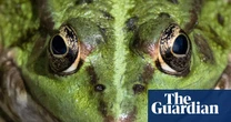 Week in wildlife: a very long stick insect and a bouncing bettong