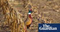 Bird flu in pheasants in England sparks concern over lax rearing rules