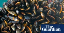 French customs reject British shellfish shipments after UK ‘reset’ deal with EU