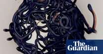 Man finds 102 red-bellied black snakes in a single mulch pile in western Sydney – video