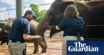 First Asian elephant vaccinated in fight against deadly herpes virus