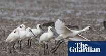 Birdwatch: rare black-faced spoonbill turns up in Hong Kong wetland