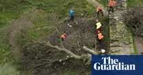 Felled Sycamore Gap tree to go on public display in Northumberland