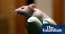 Singing mice, constipated kids and nurture beats nature: science stories of the week – podcast