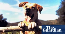 Abigail Disney evokes Old Yeller in plea to reject Republicans after Kristi Noem kills dog