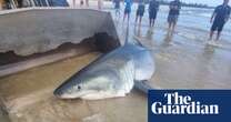 ‘Haven’t seen anything like it’: shock as great white shark washes up on NSW beach