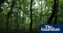 ‘All the birdsong in the world in one sound’: England’s nightingale haven at risk from planning bill
