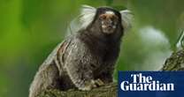 Marmosets use specific ‘names’ for one another, study finds