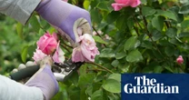 Aphids plaguing UK gardens in warm spring weather, says RHS