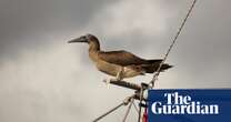 More intense, frequent tropical cyclones may devastate seabird colonies – study