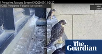 We have lift-off! Melbourne’s skyscraper peregrine chicks take to the sky